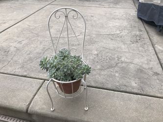 A pot of Ghost succulents in a lovely metal chair planter