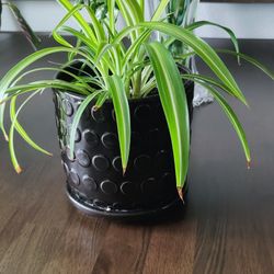 Beautiful Spider Plants