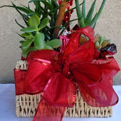 Valentine's Plant Garden With 4 Plants