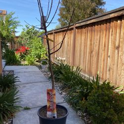 6-7 Feet Large Apricot Tree With Great Condition 