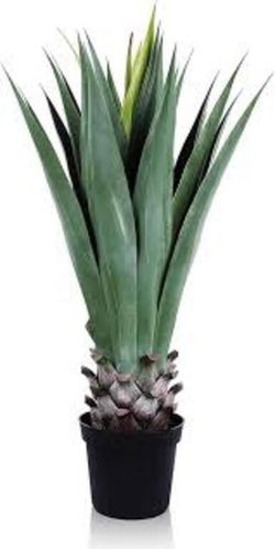 New in box agave plant