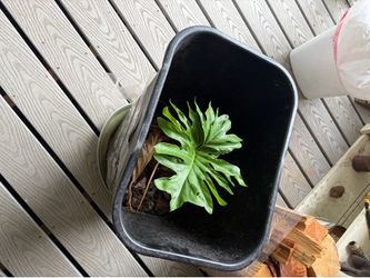 Indoor plant