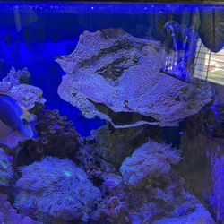 Huge Hard Coral Will Sell Peace Or Complete Colony