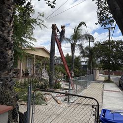 Tree trimmer/ remover