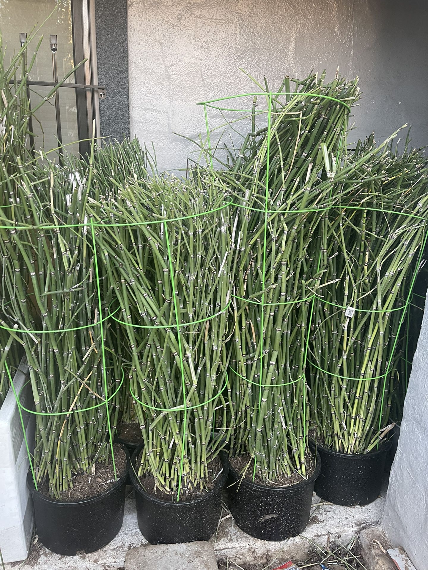 Euphorbia Antisypphilitica / Bamboo / For Sale  $10.00