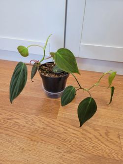 Micans philodedron houseplant