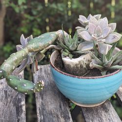 Small Succulent With Ceramic Pot