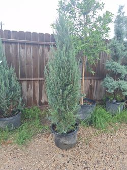 Blue Arrow juniper
