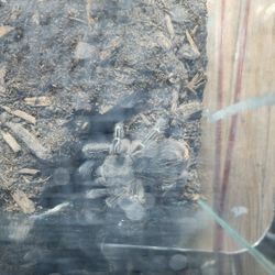 Toys Tarantulas 