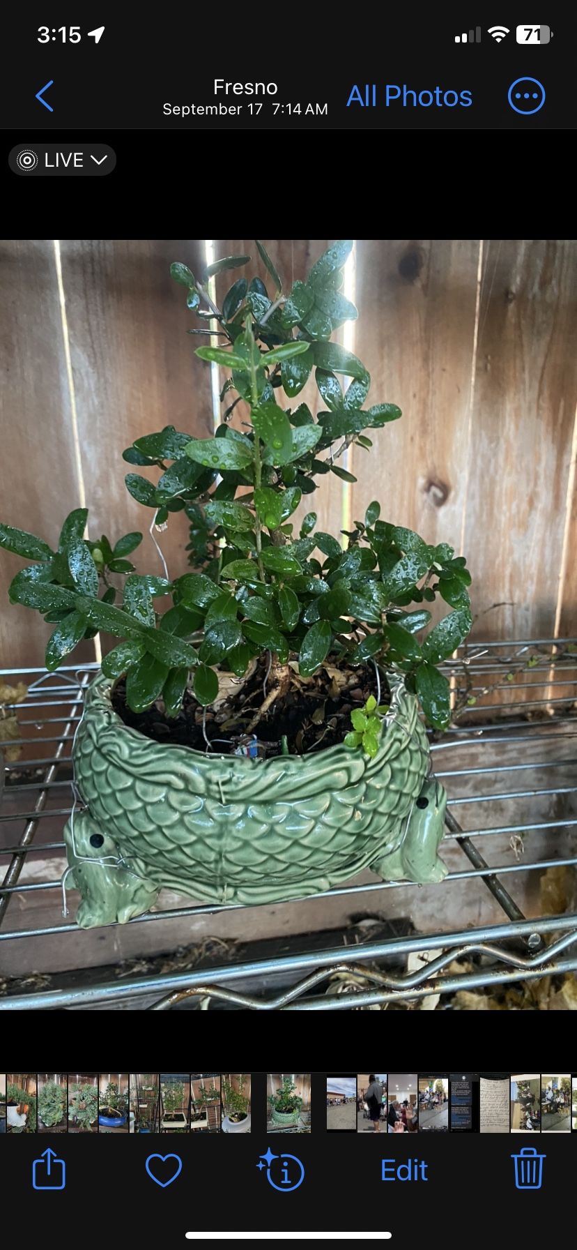 Bonsai Olive $60 In Dragon Pot