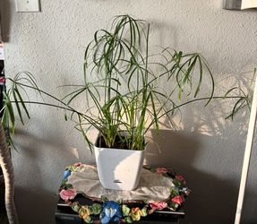 Papyrus plant