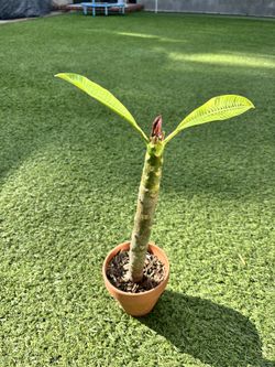 Plumeria In A Pot