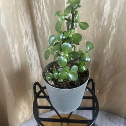Plant