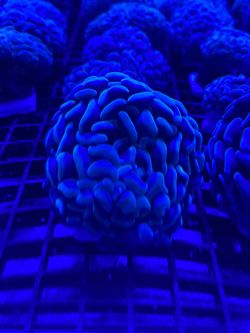 Toy Hammer Coral