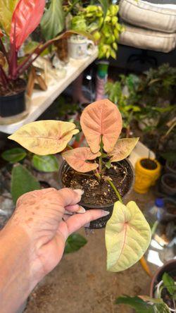 Plants