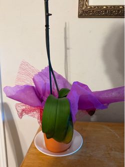 PINK ORCHID NEEDS REHAB
