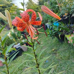 Tiger 🐅 Lily's Plant 