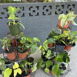 Plants For Sale 5 Each Small 