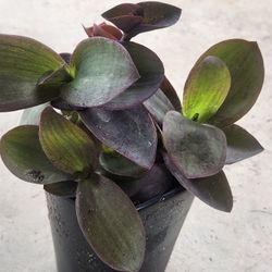 $5 Purple Queen Spiderwort