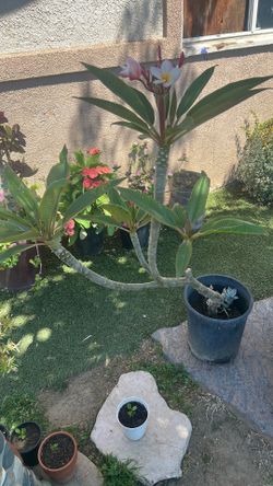 Plumeria Hawaiian tree / plants