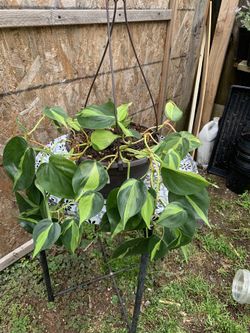 Indoor Plant