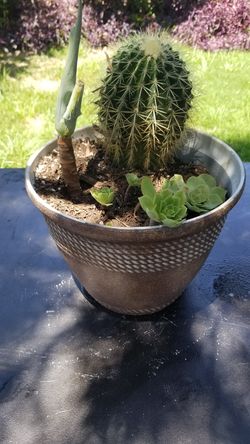 Barrel Cactus,  Agave and Painted Lady in an Poly Pot