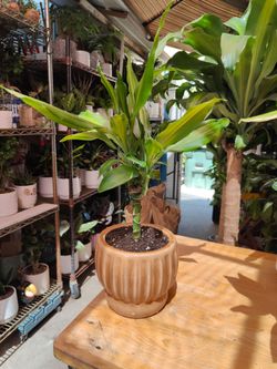 Dracaena Cane Indoor Plant