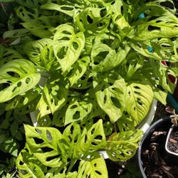 Beautiful Monstera Plant
