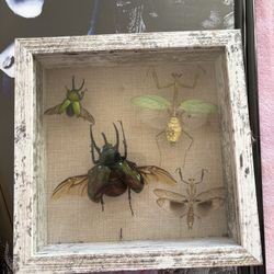 Taxidermy And Oddities 