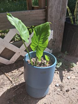 California Ears in pot