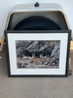 Thomas Mangelsen “All in the Family – Mountain Lions” Signed & Numbered 260/950