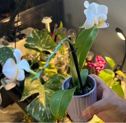 Phalaenopsis Orchid No-Id