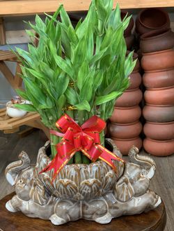 Lucky Bamboo (3 layers and 11” inches vase)