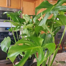 Monster Deliciosa Plant