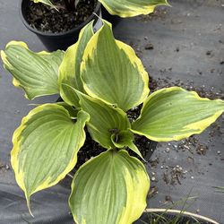 Hosta plants!