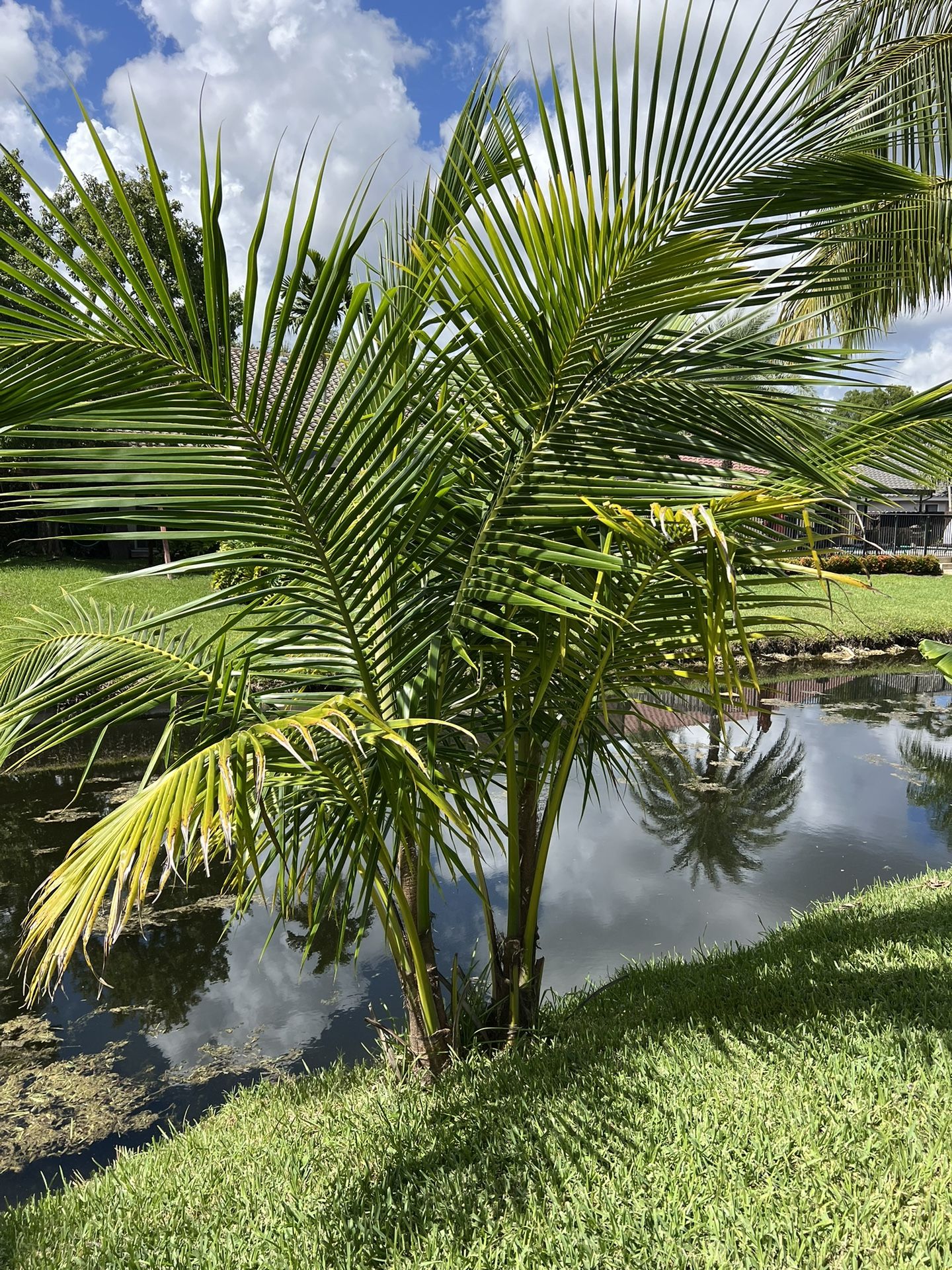 Double Coconut Palm Tree