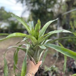 AECHMEA Bromeliad Plant