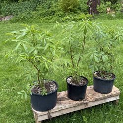 Elderberry Plants In 3 gal Pots 