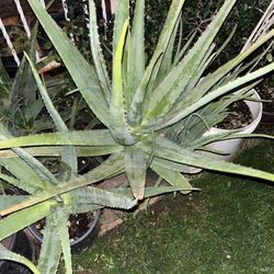 Nursery Garden Home Plants Available For Sale Multiple