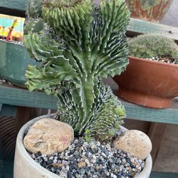 10”. Ceramic Pot With Crested Cactus $85