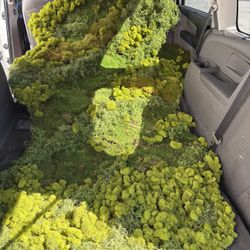 Real Moss Wall