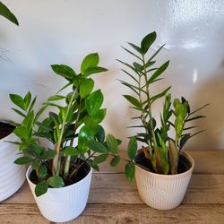 Zz Plants 6" Pot $10 Each