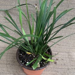 Small Pot Of  Liriope Purple Flowering Plant W/dark Green Leaves, Perennial Comes Back Each Year, Easy Maintenance, Full Sun To Partial Shade