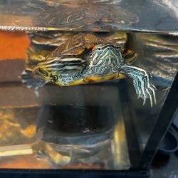 Turtle / Tank (Please read the Caption)