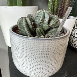 Snowflake Cactus- 6” Ceramic Pot 