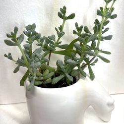 Succulent Pink Ice House Plant, In Cute Ceramic Pot 3"x5"L.