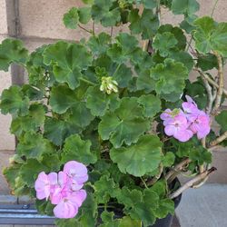 JERANIO / Malva Plant