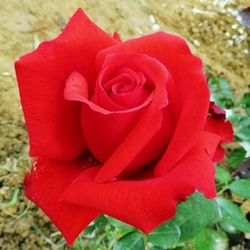 Rare European, Japan rose plants :       Mister Lincoln