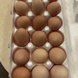 Chicken Eggs  $5 Dozen