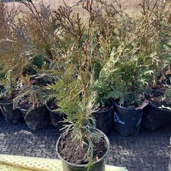 Western red cedar Trees